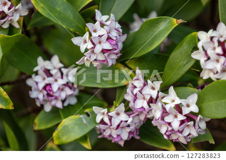 沉花花 127283823