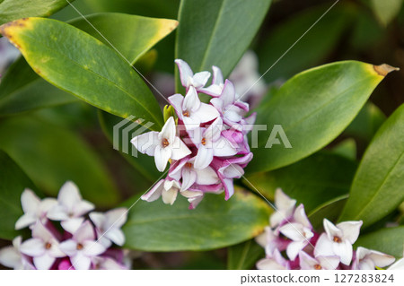 沉花花 127283824