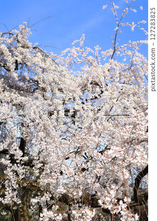 藍天下盛開的美麗櫻花 127283825