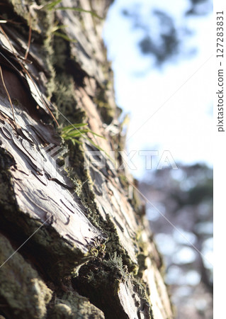 在陽光明媚的日子裡，一棵巨型松樹的特寫 127283831