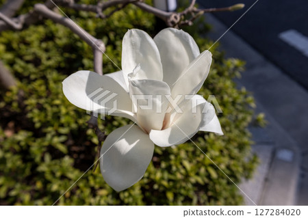 Haku Mokren 127284020