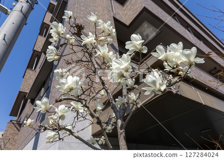 Haku Mokren 127284024