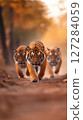 Three Tigers Walking Together in Glowing Soft Light in a Natural Setting 127284059