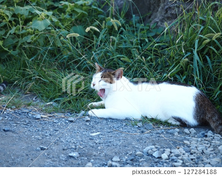 貓在草叢裡打哈欠 127284188