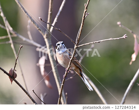 Singing male bunting 127284314