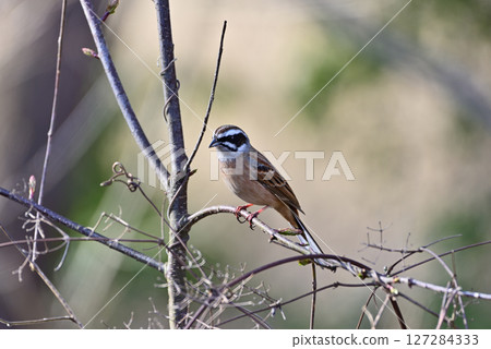 Singing male bunting 127284333