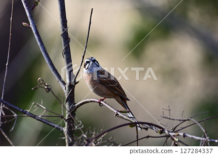 Singing male bunting 127284337