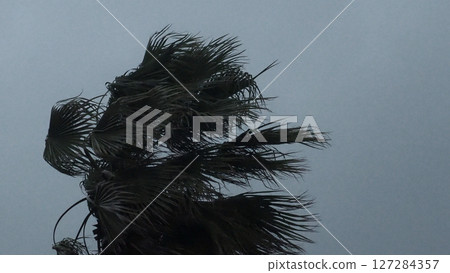 A storm! A storm is coming! Palm trees will break!? 127284357