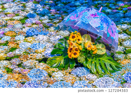 紫陽花池 紫陽花節 神奈川縣開成町紫陽花村 127284383