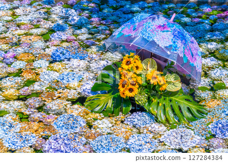 Hydrangea Pond Hydrangea Festival Kaisei Town Hydrangea Village Kanagawa Prefecture Kaisei Town 127284384