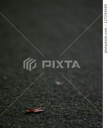 black and white of brown leaf black and white of brown leaf 127284489
