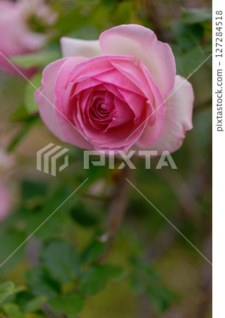 醇厚的玫瑰，Pierre de Ronsard 127284518