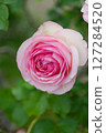 A mellow rose, Pierre de Ronsard 127284520