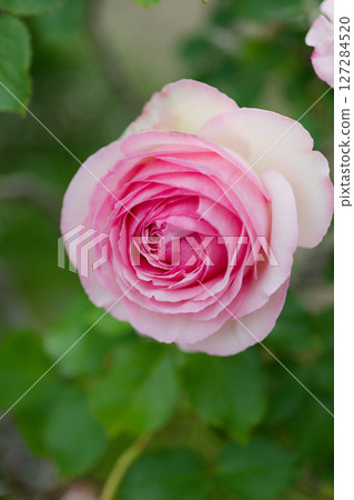 醇厚的玫瑰，Pierre de Ronsard 127284520