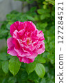 Pink Grütendorf, an old rose from Poland 127284521