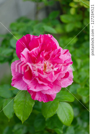 粉紅格呂滕多夫（Pink Grütendorf），一種來自波蘭的老玫瑰 127284521