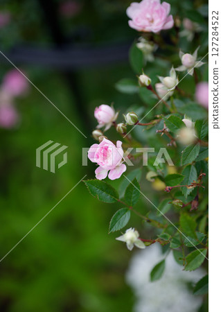 帶刺的玫瑰,夢乙女 帶刺的玫瑰,夢乙女 127284522