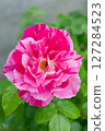 Pink Grütendorf, an old rose from Poland 127284523