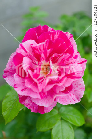 粉紅格呂滕多夫（Pink Grütendorf），一種來自波蘭的老玫瑰 127284523