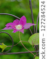 Clematis 127284524