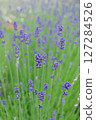 Lavender, a cute herb 127284526