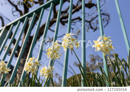 Sword-petaled daffodils and a park fence seen from below Sword-petaled daffodils and a park fence seen from below 127285016