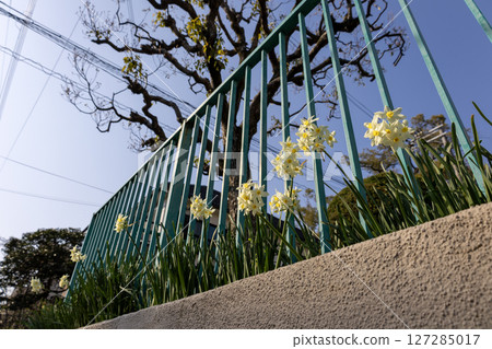 Sword-petaled daffodils and a park fence seen from below Sword-petaled daffodils and a park fence seen from below 127285017