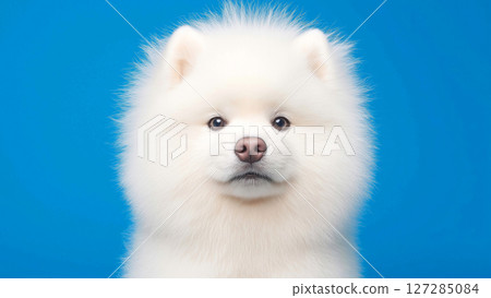 Adorable samoyed dog posing on vibrant blue backdrop 127285084