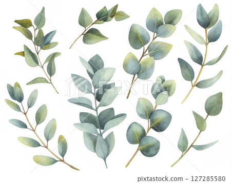 Elegant Display of Greenery with Various Leaves in Soft Watercolor Style for Natural Design 127285580