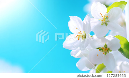 White flowers blooming in spring against clear blue sky 127285633