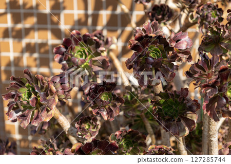 Kurohoushi Kurohoushi 127285744