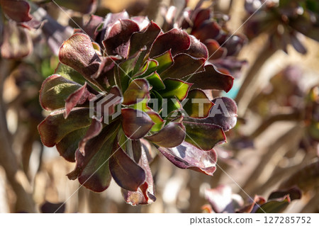 Kurohoushi 127285752