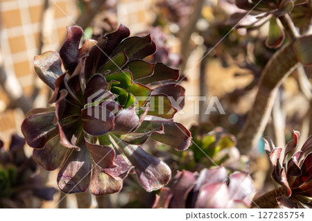 Kurohoushi 127285754