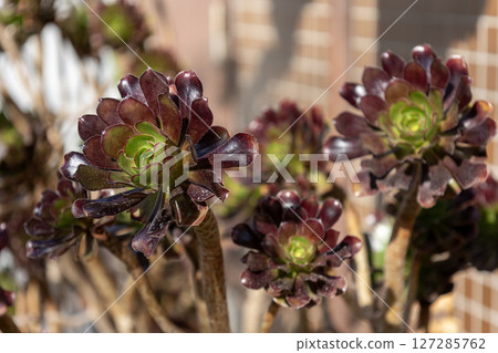 Kurohoushi Kurohoushi 127285762