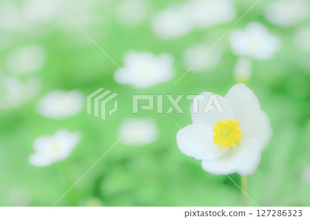 春天盛開的銀蓮花 春天盛開的銀蓮花 127286323