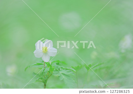 Anemone flowers blooming in the spring Anemone flowers blooming in the spring 127286325