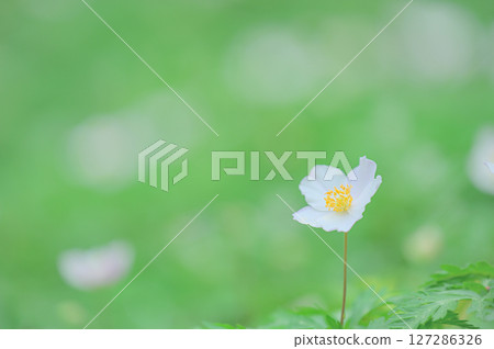 Anemone flowers blooming in the spring 127286326