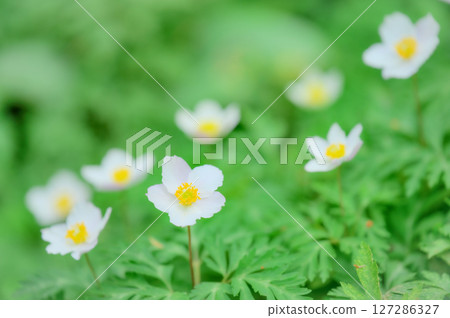 Anemone flowers blooming in the spring 127286327