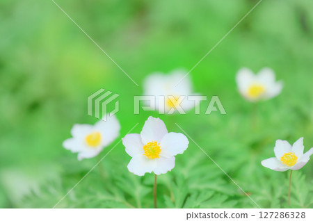 Anemone flowers blooming in the spring 127286328