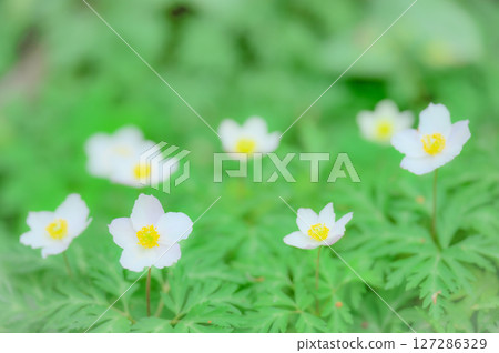 Anemone flowers blooming in the spring Anemone flowers blooming in the spring 127286329