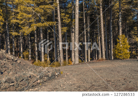 Serenity Trail in Etna Woods Serenity Trail in Etna Woods 127286533