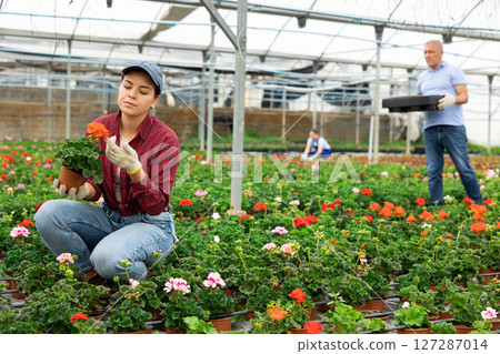 Young woman worker sitting down and looking to the pot of geranium flower in greenhouse 127287014