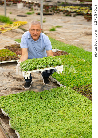 Old man worker sitting down holding planted mint in greenhouse 127287015