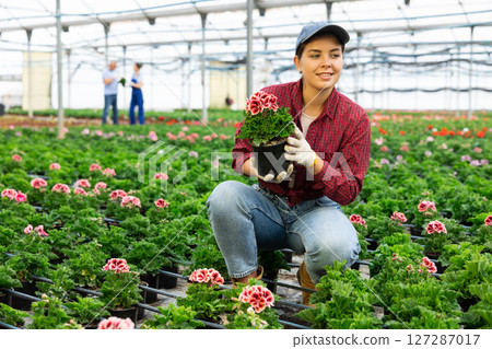 Young woman worker sitting down holding a pot of geranium flower in greenhouse Young woman worker sitting down holding a pot of geranium flower in greenhouse 127287017