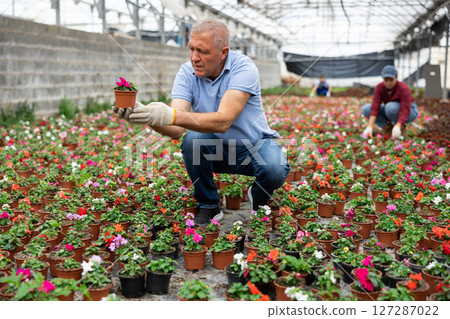 Senior male chief agronomist inspects young balsam seedlings before sending them to customer Senior male chief agronomist inspects young balsam seedlings before sending them to customer 127287022