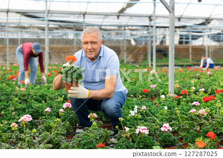 mature male staff of wholesale warehouse of plants inspects geranium before sending order abroad 127287025