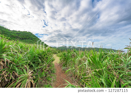 Ishigaki Island: A quiet mountain path and vibrant greenery in the rainy season sky Ishigaki Island: A quiet mountain path and vibrant greenery in the rainy season sky 127287115