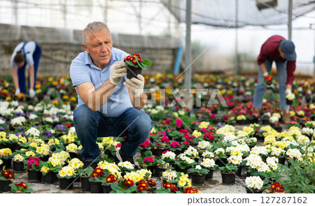 Old man grower sitting down and looking to the pot of primrose flower in greenhouse 127287162
