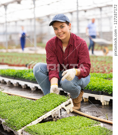 Smiling female gardener swaps pallets with young deren seedlings for full formation of plant. 127287172