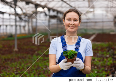 Middle-aged woman worker standing in greenhouse and holding pot of peperomia 127287176